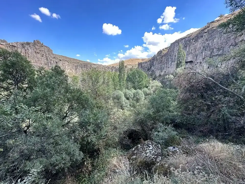 A narrow green canyon with trees and bushes between steep pale rock walls under a blue sky